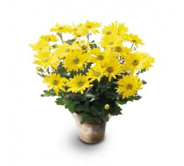 Daisy Chrysanthemum